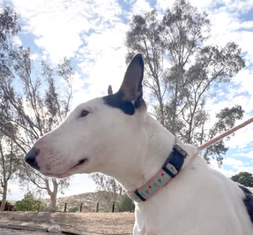 Ainsley, a bull terrier available for adoption