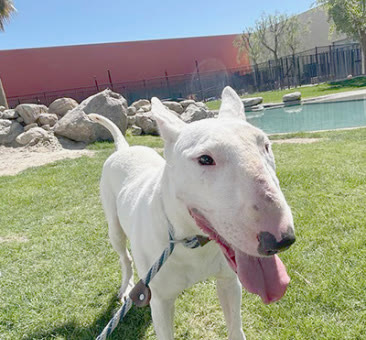 Alfred, a bull terrier available for adoption