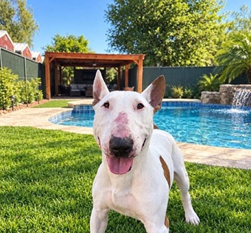 Beans, a bull terrier available for adoption