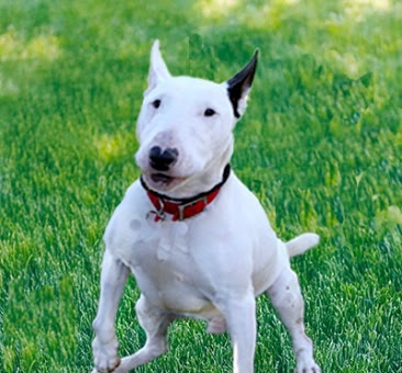 Benny, a bull terrier available for adoption