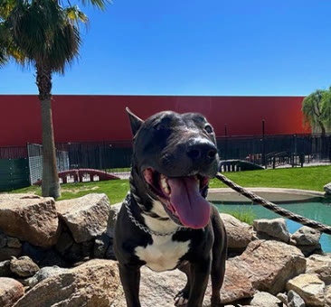 Bolt, a bull terrier available for adoption