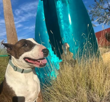 Brisket, a bull terrier available for adoption