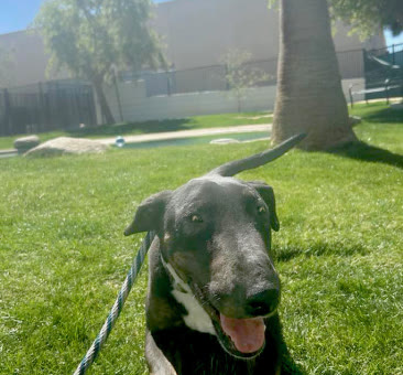 Chance, a bull terrier available for adoption