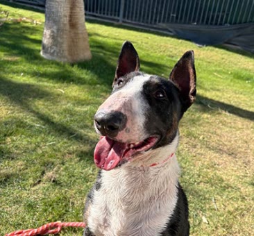 Chester, a bull terrier available for adoption