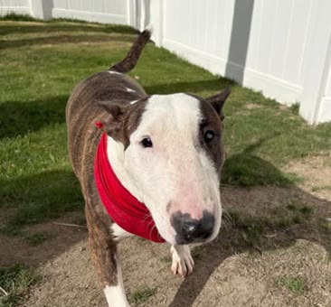 Collette, a bull terrier available for adoption