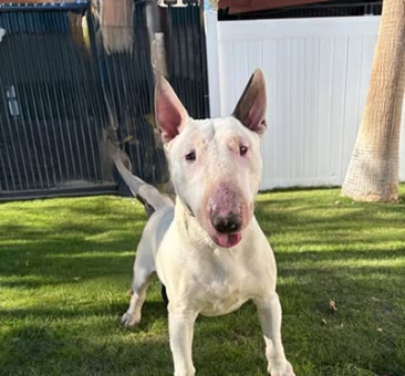 Digit, a bull terrier available for adoption