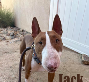 Jack, a bull terrier available for adoption