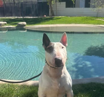 Jayson, a bull terrier available for adoption