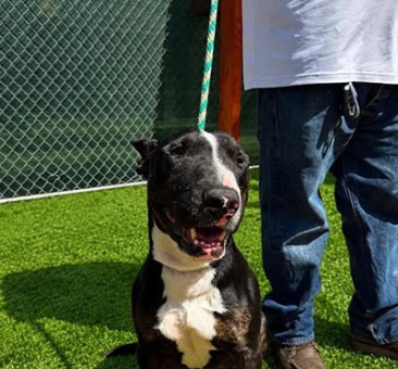 Nash, a bull terrier available for adoption