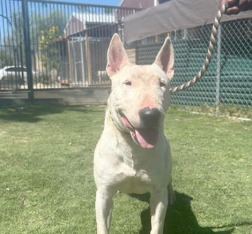 Perla, a bull terrier available for adoption