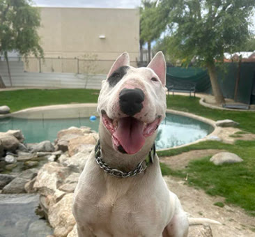 Peter, a bull terrier available for adoption
