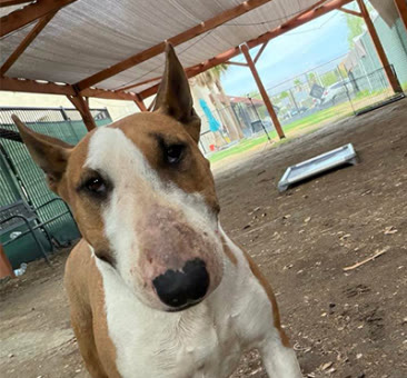Raven, a bull terrier available for adoption