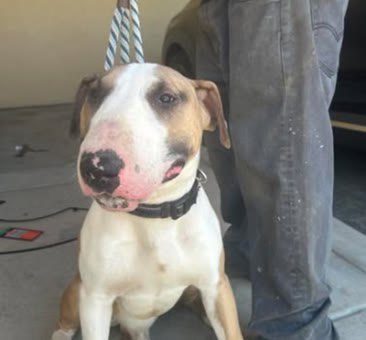 Samson, a bull terrier available for adoption