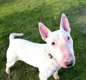 Tyler, a bull terrier available for adoption