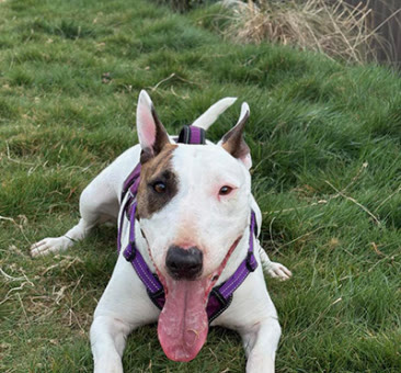 Violet, a bull terrier available for adoption