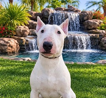 Zach, a bull terrier available for adoption