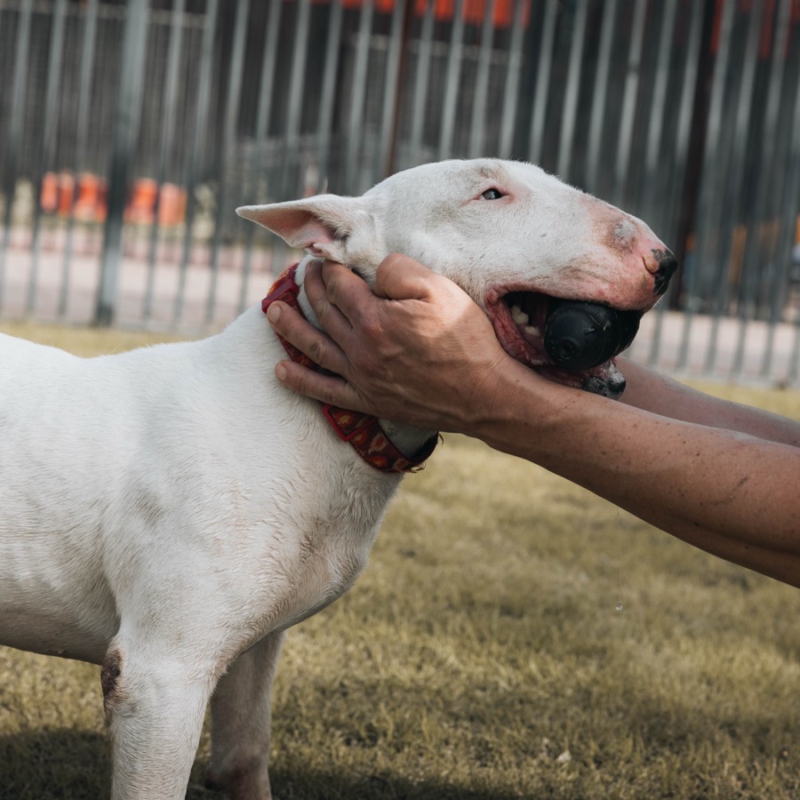 A bull terrier leaning into an ear scratch