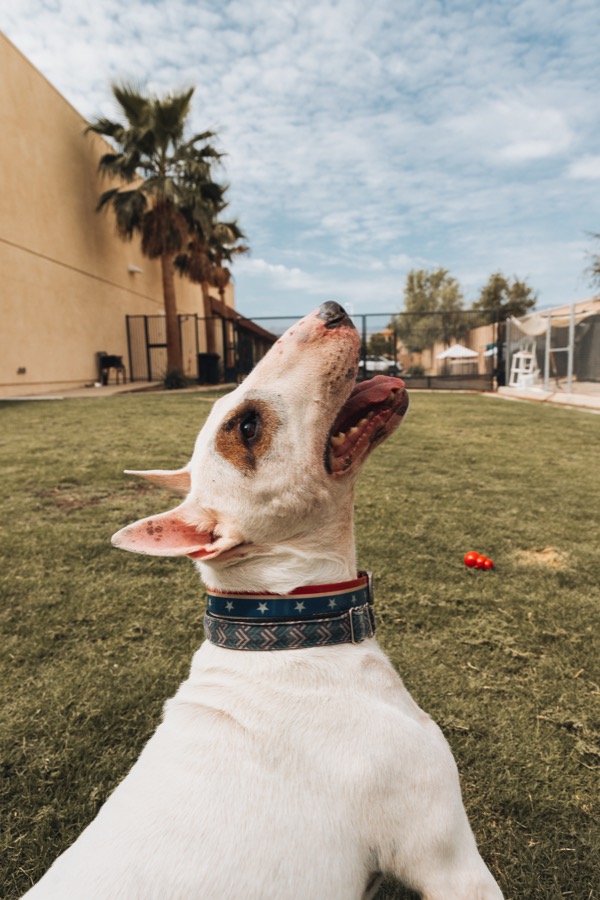 A bull terrier looking up at the sky, palm trees behind