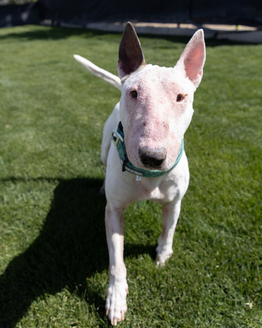 Ivory trotting toward the camera on the grass, ears up