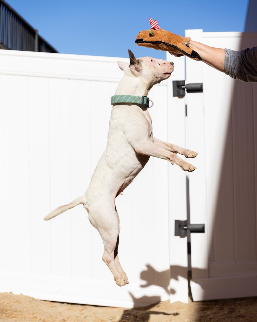 Ivory leaping high in the air for a toy in the play yard