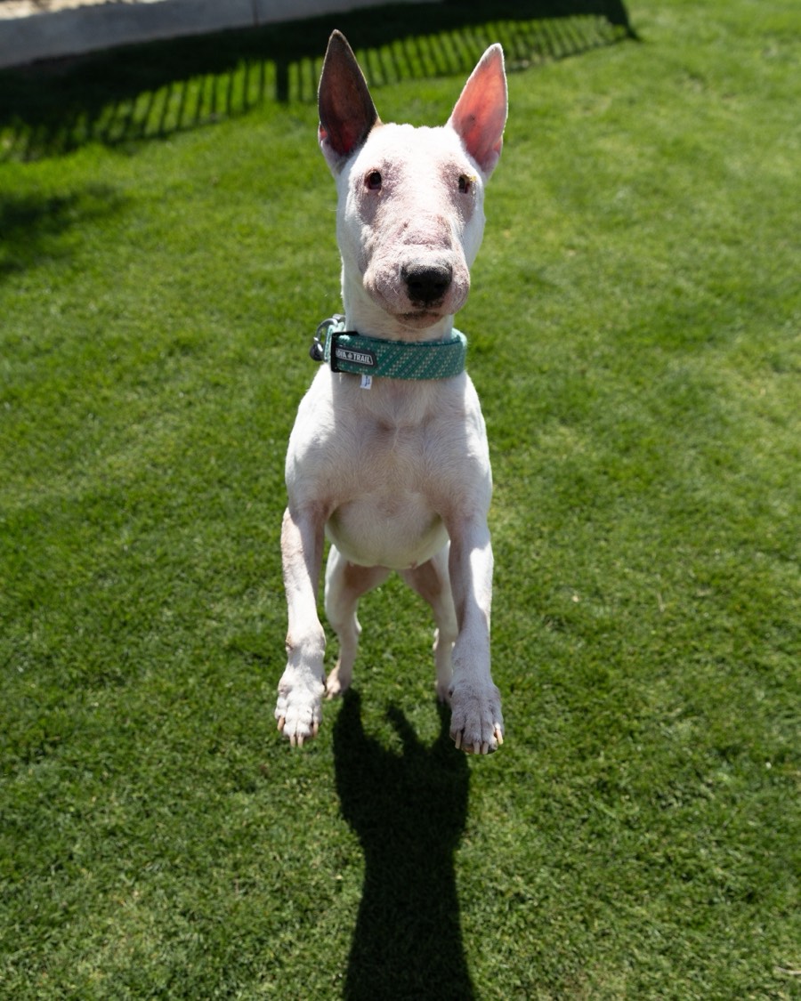Ivory standing up on her hind legs on the grass