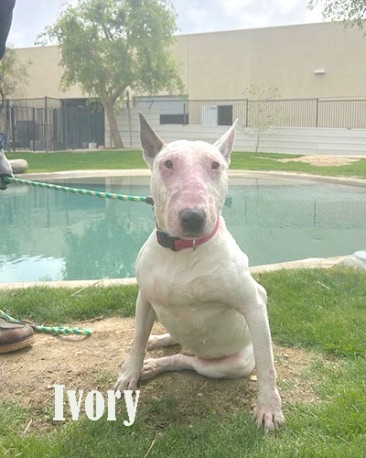 Ivory, a bull terrier available for adoption