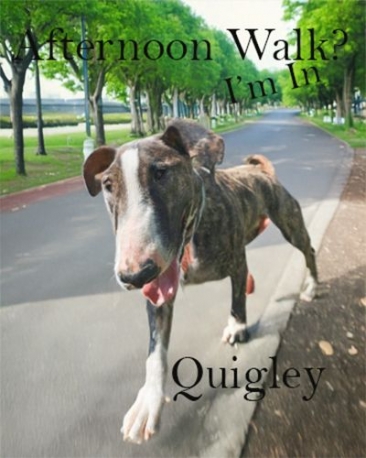 Meet Quigley