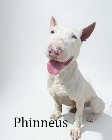 Phineus