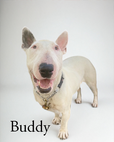 Buddy