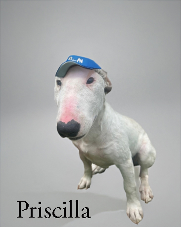 Prisclilla