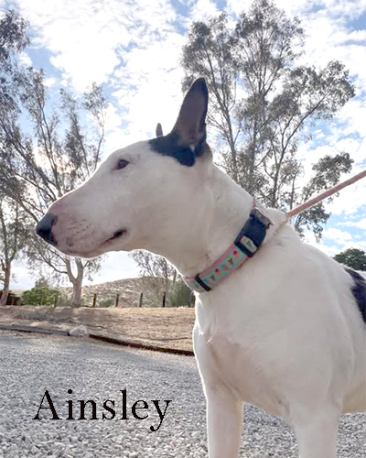 Ainsley