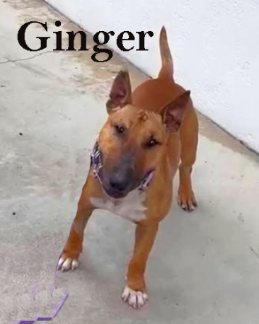 Ginger