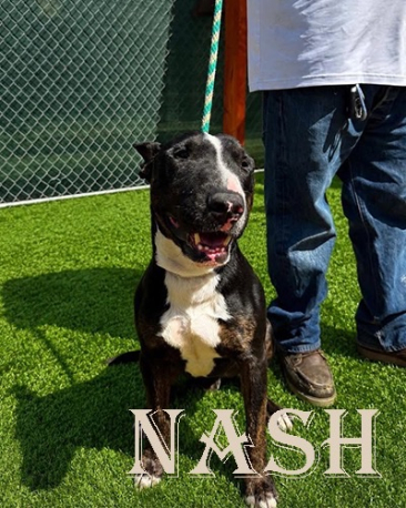 Nash
