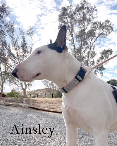 Ainsley, a bull terrier at California Paws Rescue