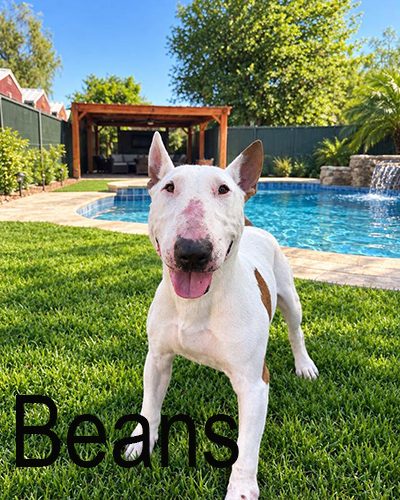 Beans, a bull terrier at California Paws Rescue