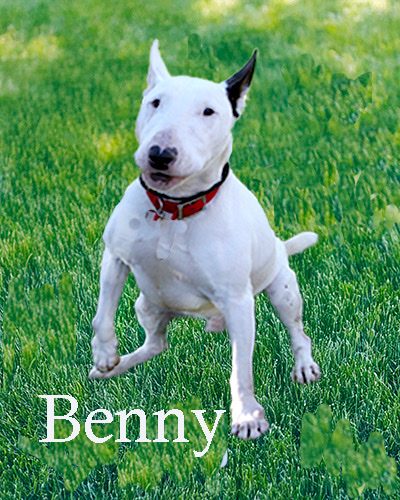Benny, a bull terrier at California Paws Rescue