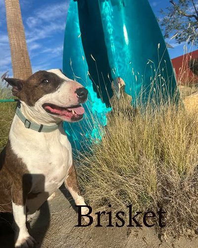 Brisket, a bull terrier at California Paws Rescue