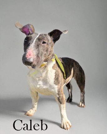 Caleb, a bull terrier at California Paws Rescue