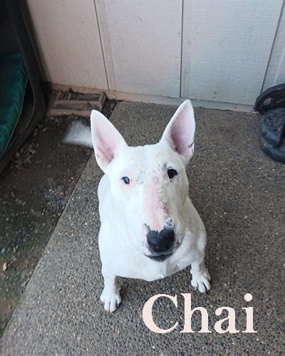 Chai, a bull terrier at California Paws Rescue