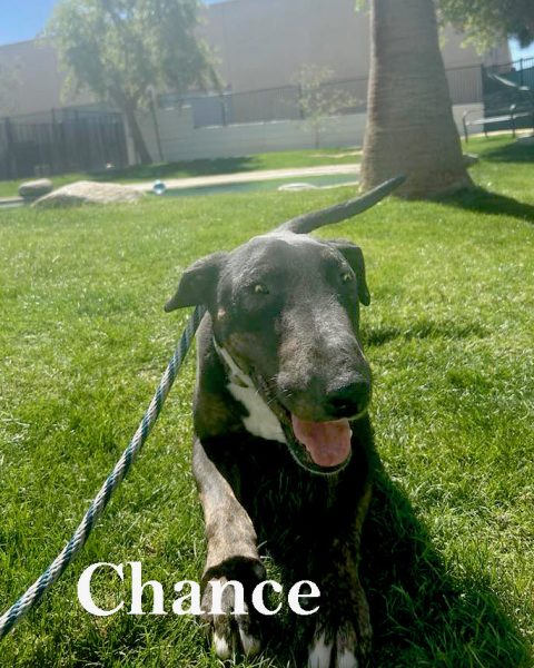 Chance, a bull terrier at California Paws Rescue