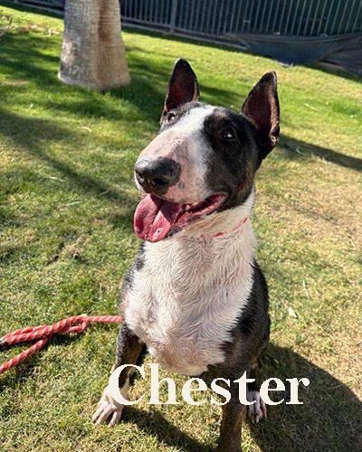 Chester, a bull terrier at California Paws Rescue