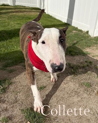 Collette, a bull terrier at California Paws Rescue