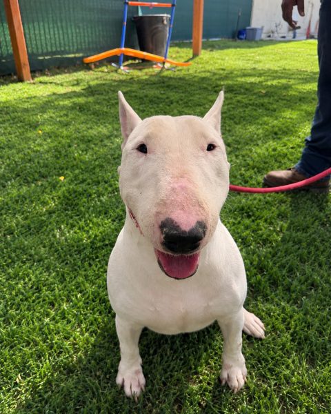 Eggbert, a bull terrier at California Paws Rescue