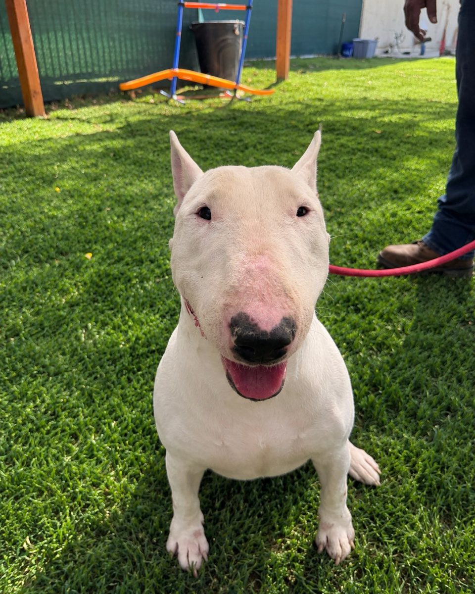 Eggbert, a bull terrier at California Paws Rescue