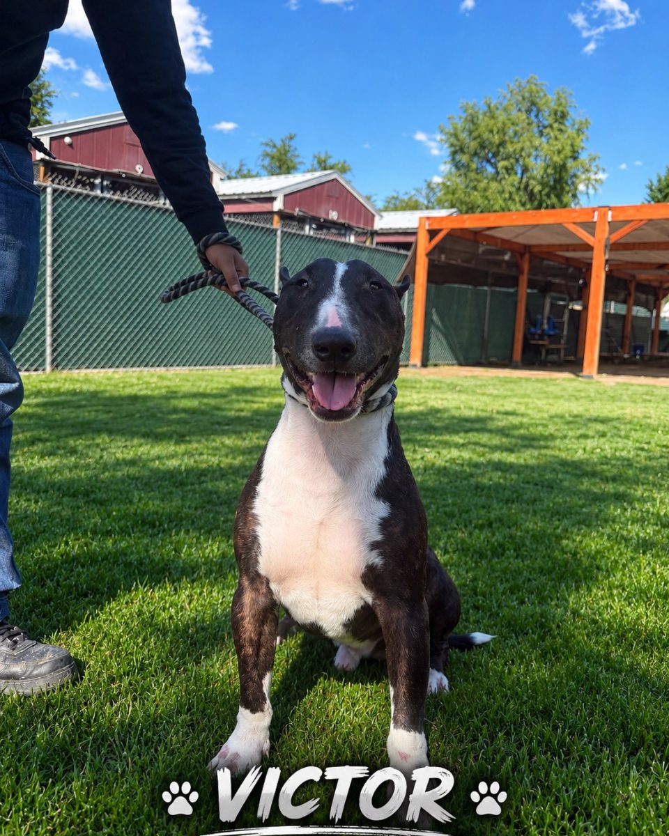 Victor, a bull terrier at California Paws Rescue