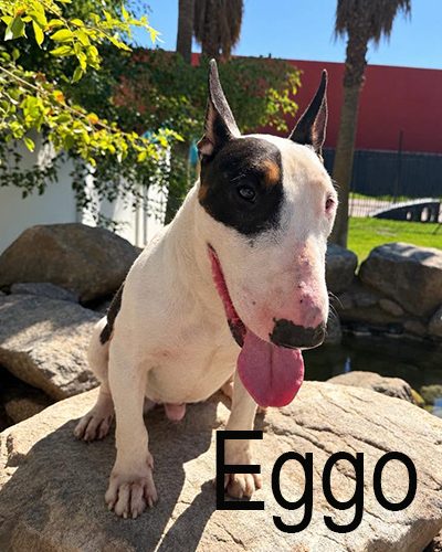 Eggo, a bull terrier at California Paws Rescue