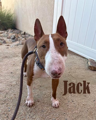 Jack, a bull terrier at California Paws Rescue
