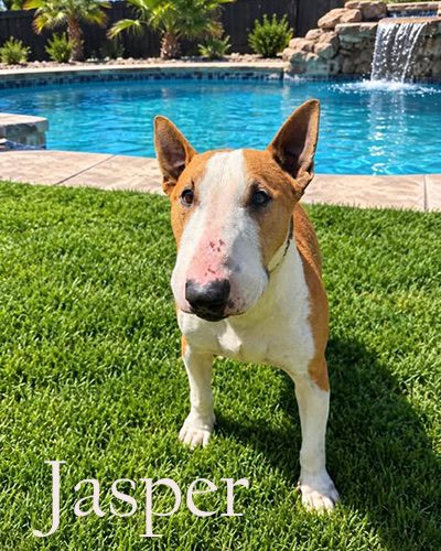 Jasper, a bull terrier at California Paws Rescue