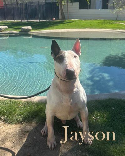 Jayson, a bull terrier at California Paws Rescue