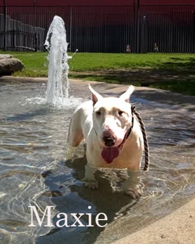 Maxie, a bull terrier at California Paws Rescue